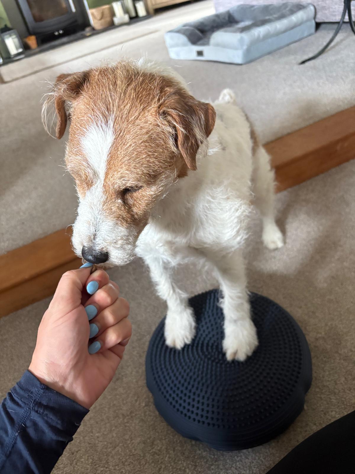 Canine treatment session