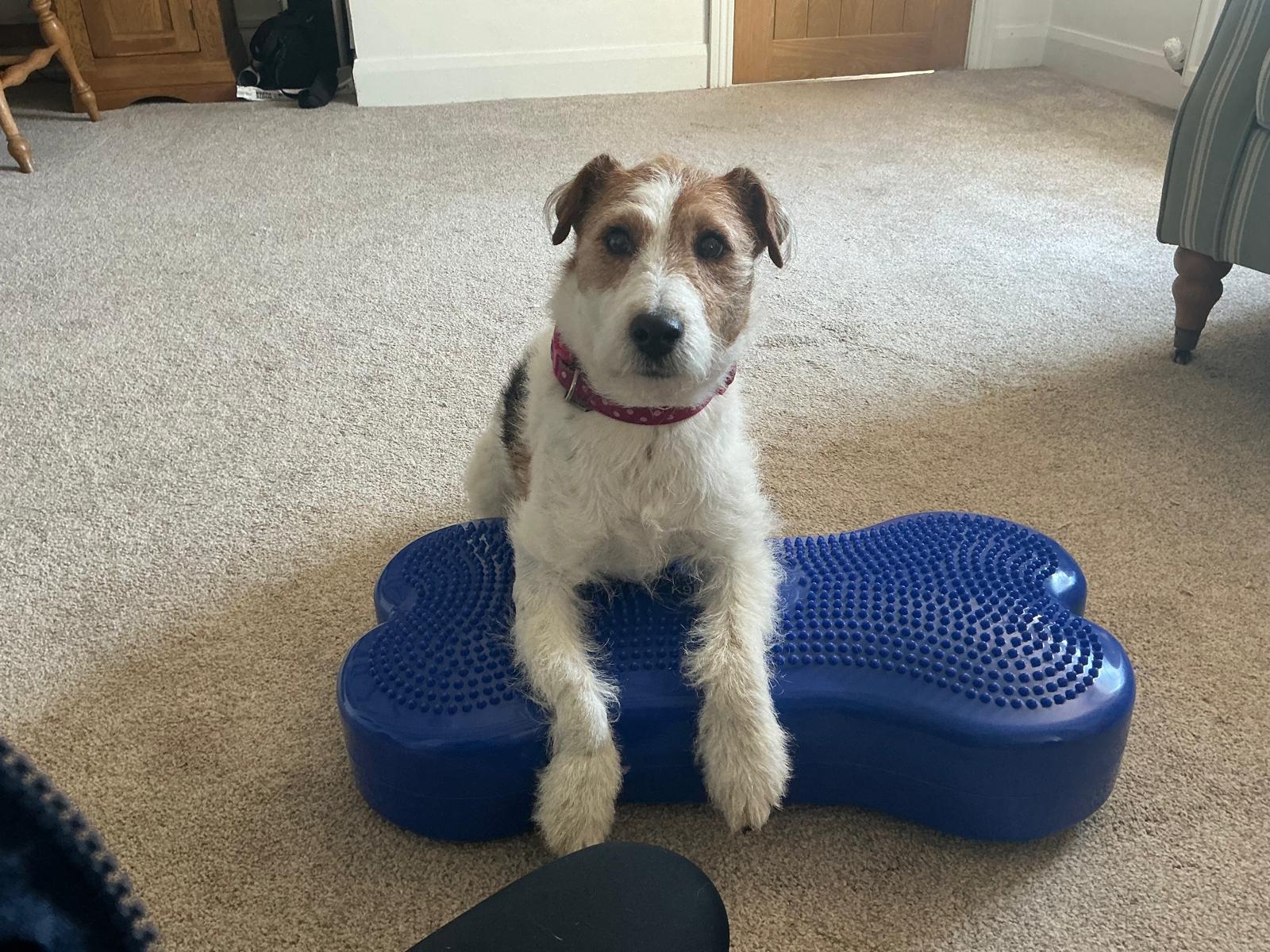Happy dog after treatment