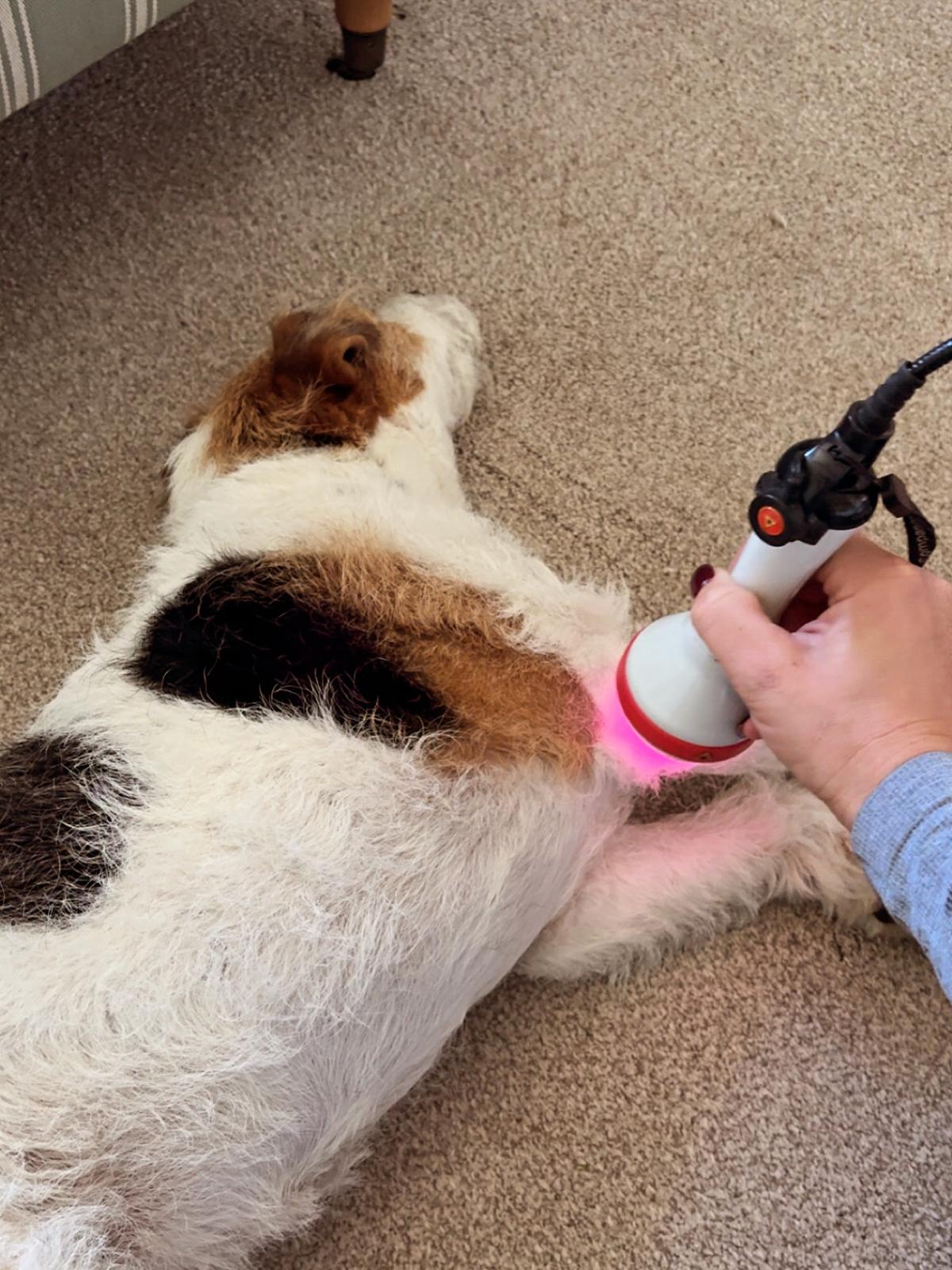 Amanda Butler treating a dog
